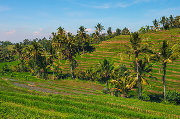 Fototapeta na wymiar Rice terraces, Jatiluwih, Unesco World Heritage Site, Bali, Indonesia