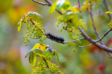 A caterpillar in a branch