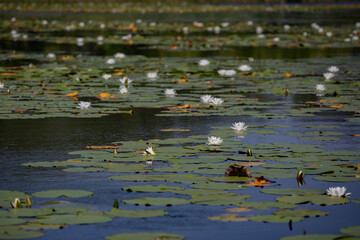 flowers in the river