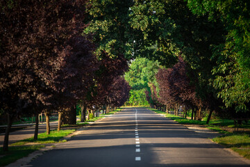 road in the park