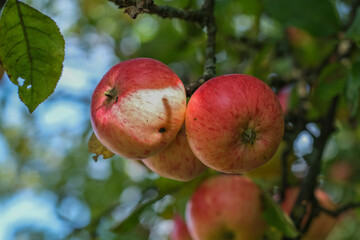 Autumn time is apple time