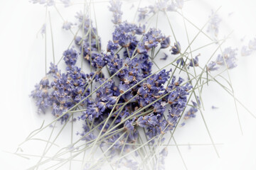 Lavendel auf weißem Hintergrund 