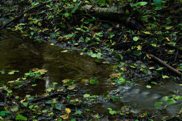 forest river