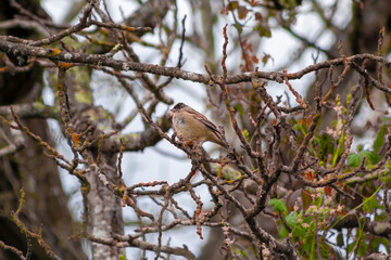 A sparrow on a Sparrow, finch, bird, song bird, outdoors, parks, wild, wildlife, birdwatching, little bird, animals