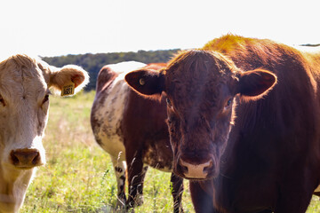 Large brown bull in field looking directly at camera