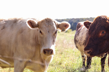 Large white cow standing in field looking at camera with brown cows milling around
