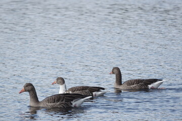 Wildgäse / Wild geese