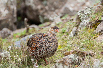 Chestnut-naped Francolin (Francolinus castaneicollis), Bale mountains , Ethiopia