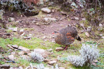 Chestnut-naped Francolin (Francolinus castaneicollis), Bale mountains , Ethiopia