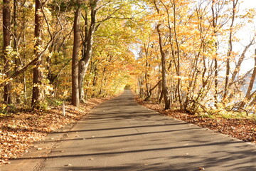 Obraz premium 秋の道