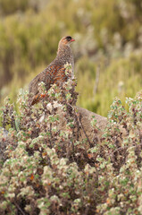 Erckel's Francolin (Francolinus erckelii), Bale mountains national park, Ethiopia