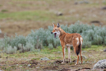 Naklejka na ściany i meble Ethiopian Wolf (Canis simensis), Bale mountains , Ethiopia