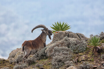 Walia Ibex (Capra walie) feeding on giant lobelia, Simien mountains national park, Amhara region, Northern Ethiopia - obrazy, fototapety, plakaty