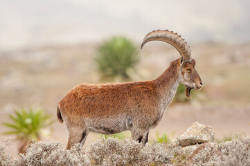 Walia Ibex (Capra walie), Simien mountains national park, Amhara region, North Ethiopia
