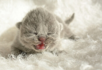 A cute newborn gray British short-hair kitten lies on a white fluffy fur bed. The kitten has a pink mouth open because it meows. The kitten is about 1 week old. Selective focus. - Powered by Adobe