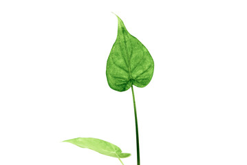 alocasia plant on a white background 