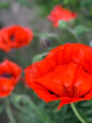 Obraz premium red poppy flower