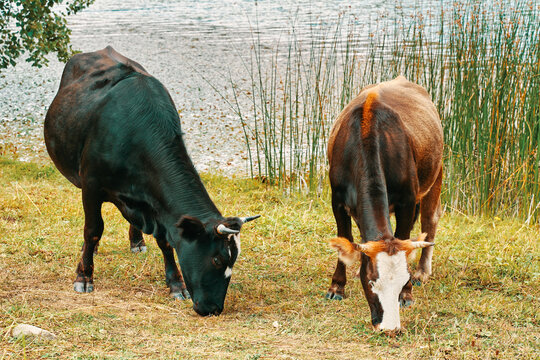 Herd of cows. Two cows are eating grass by the lake. Black cow and a brown one with a white spot. Field with grass by the lake.