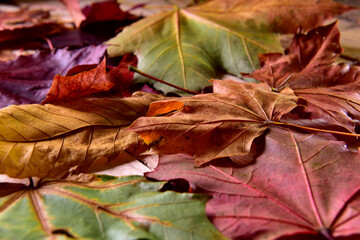 Naklejka na ściany i meble Colorful background of autumn leaf