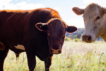 Large brown bull in field looking directly at camera