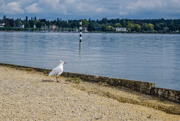 bodensee konstanz möwe