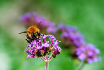 Common carder bee on a purple verbena flower blossom