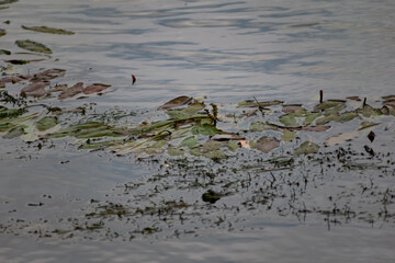 Multi-colored algae in the river don. Deciduous plants with green, maroon and brown leaves under water, near the shore, in shallow water with a sandy bottom
