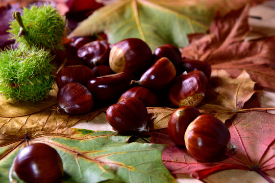 fresh pick chestnuts from the forest