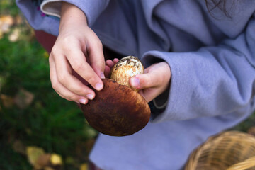 white mushroom in hand. pick mushrooms in the forest