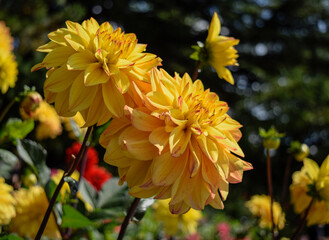 bodensee konstanz mainau dahlie
