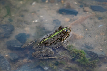Multi-colored algae in the river don. Deciduous plants with green, maroon and brown leaves under water, near the shore, in shallow water with a sandy bottom