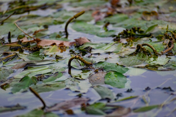 Multi-colored algae in the river don. Deciduous plants with green, maroon and brown leaves under water, near the shore, in shallow water with a sandy bottom
