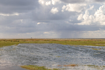 Salzwiese nahe Westerhever bei Flut