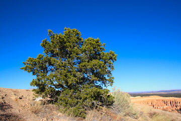 Obraz premium Bryce Canyon National Park, Utah, United States fantastic red hoodoos and bright light