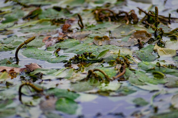 Multi-colored algae in the river don. Deciduous plants with green, maroon and brown leaves under water, near the shore, in shallow water with a sandy bottom