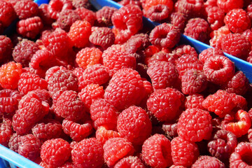 Fresh ripe red raspberries in a plastic crate on a  market . Close-up..