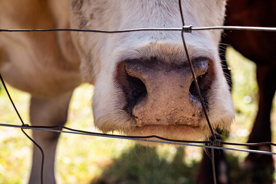 Close up image of cow's snout up against fence on country property