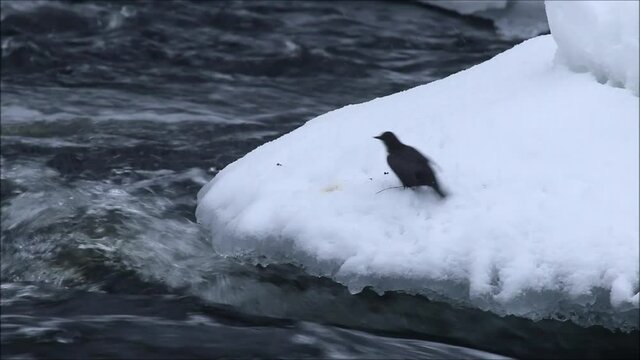 Small and dark European songbird White-throated dipper, Cinclus cinclus searching for some food next to wintery rapids in Northern Finland near Kuusamo. 