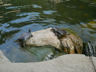 Little turtles on a rock
