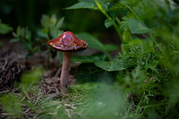 Small ceramic toadstool with deep burgundy lid on display in lush vegetable garden