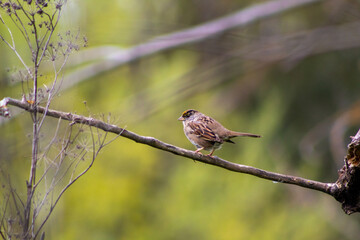 A sparrow on a Sparrow, finch, bird, song bird, outdoors, parks, wild, wildlife, birdwatching, little bird, animals