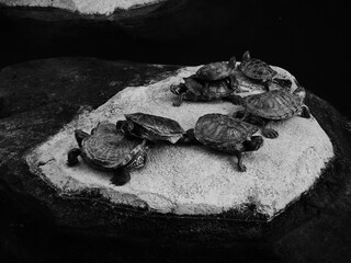 Little turtles on a rock