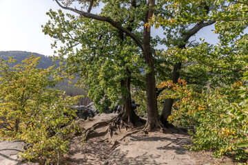 Trees on the rocks in the Elbe Sandstone Mountains. Saxon Switzerland. Germany