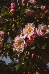 pink and white flowers