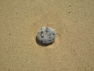 shell on the sand