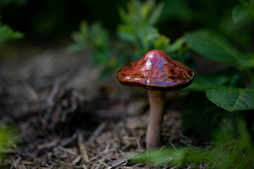 Small ceramic toadstool with deep burgundy lid on display in lush vegetable garden