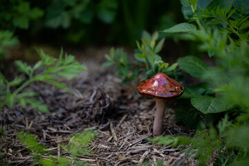 Small ceramic toadstool with deep burgundy lid on display in lush vegetable garden