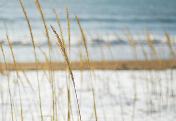 冬　海岸　雪　草
