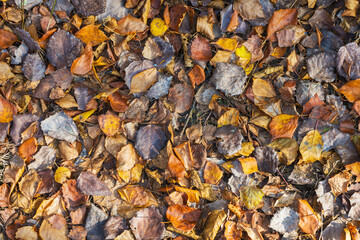 Dry fallen leaves covering the surface of the ground. Close-up.