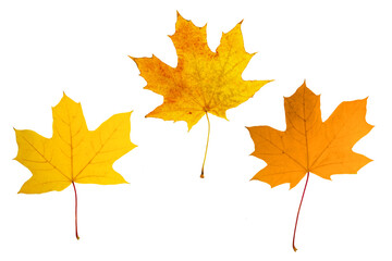 Naklejka na ściany i meble Bright autumn maple leaves. Isolated on a white background.